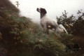 Setter Anglais GIP CH Setter Anglais GIP CH
